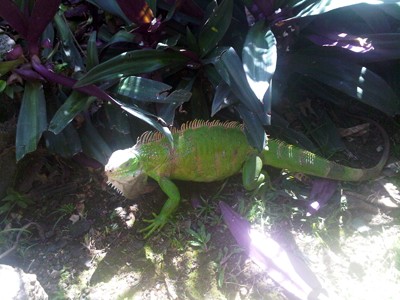 Iguana in Smithys Garden