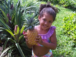First Pineapple of the Season