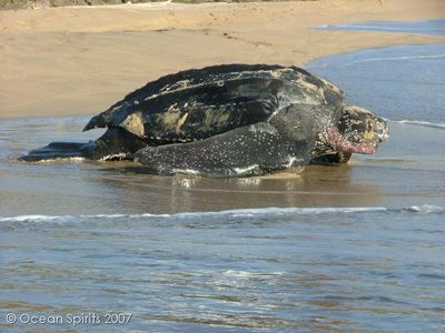 Leatherback turtle Grenada