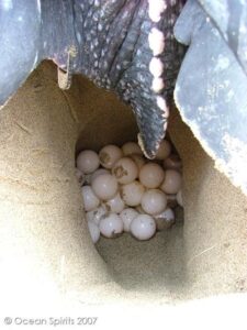 Turtle nest of eggs, Grenada