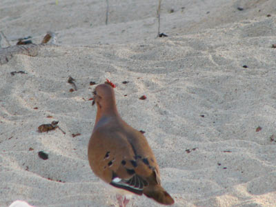 Dove on Grand Anse Beach